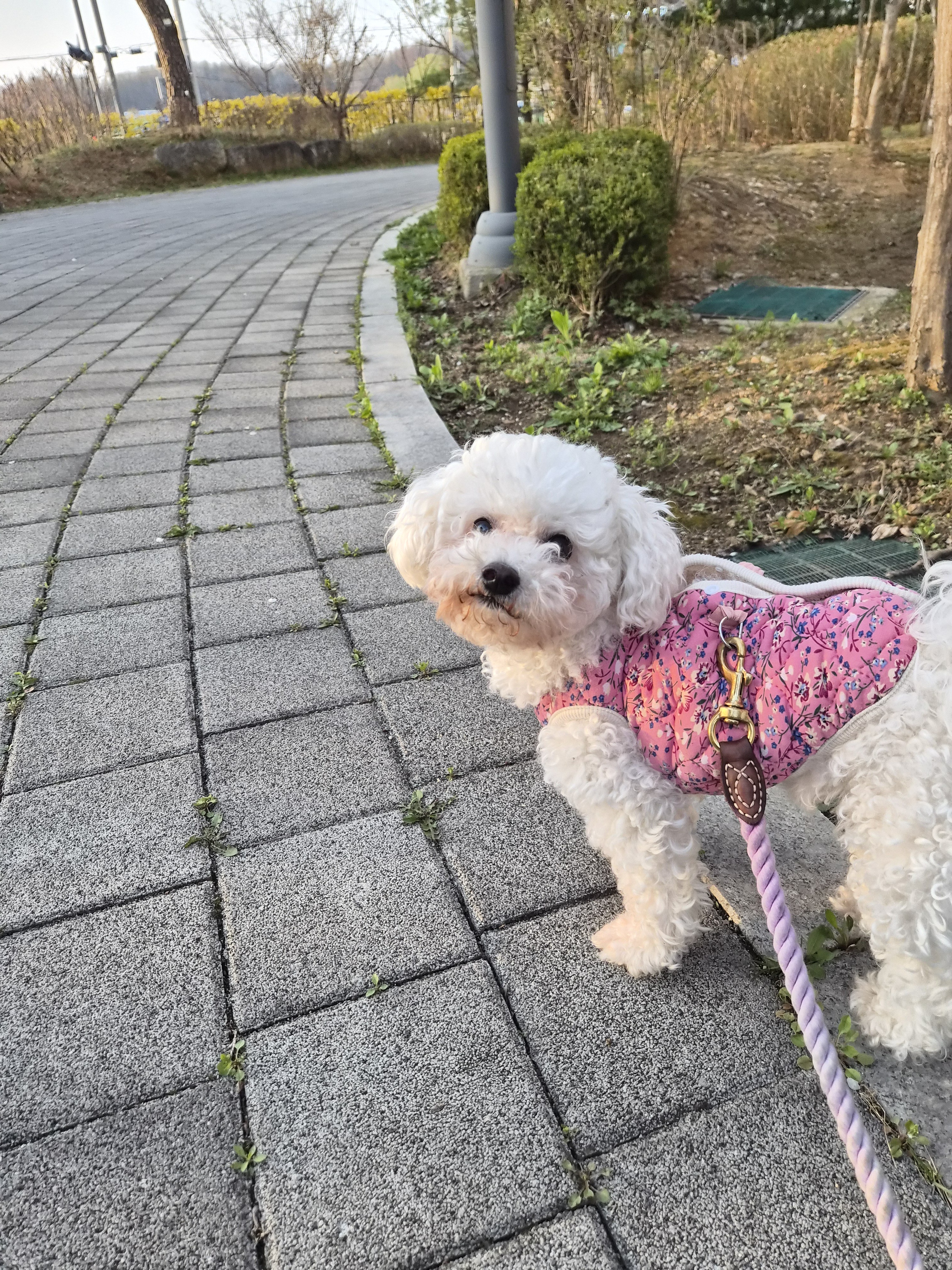 오늘의 산책은 엘리스와 함께